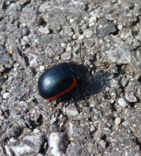 Réf. 226 860 : Chrysolina sanguinolenta